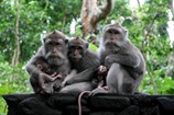 monkey-sanctuary-ubud-bali