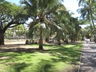 Place des cocotiers