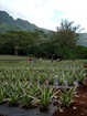 champs d'Ananas