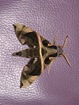 Papillon de nuit Vanuatu d'une dizaine de cm